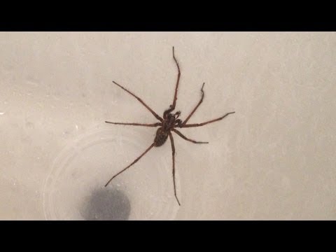 Huge Venomous Hobo Spider in My Shower! And I was late for work!