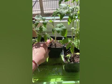 Tomatenbabys richtig gießen tomaten gießen anzucht gemüsegarten 