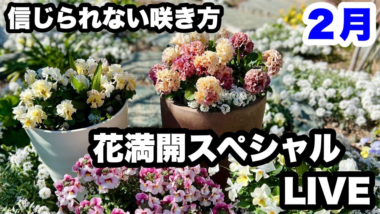 ◇2月【花満開】スペシャルLIVE🪴 - YouTube