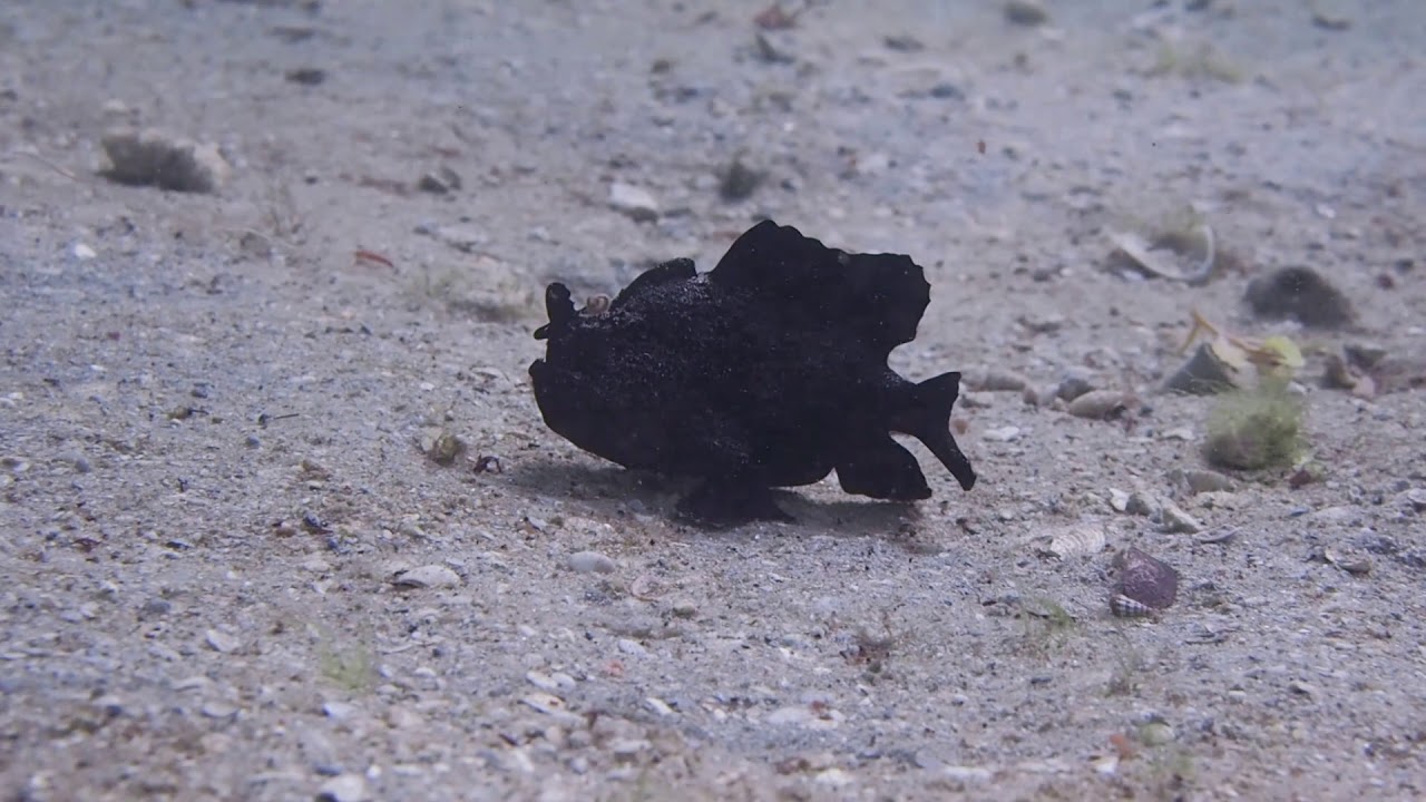 camera iphone 8 plus apk Allman - 2019 Blue Heron Bridge - Frogfish
