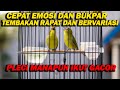 PANCINGAN PLECI CEPAT EMOSI DAN BUKPAR , PLECI MANAPUN IKUT GACOR