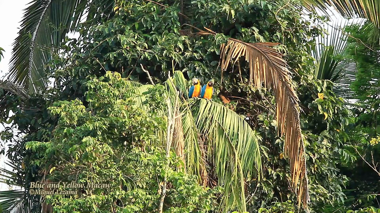 Blue-and-Yellow Macaw - Blanquillo Macaw Clay lick, Manu. 