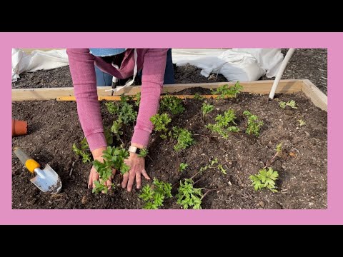 First Planting of Spring 2022 | Ranunculus and Anemones