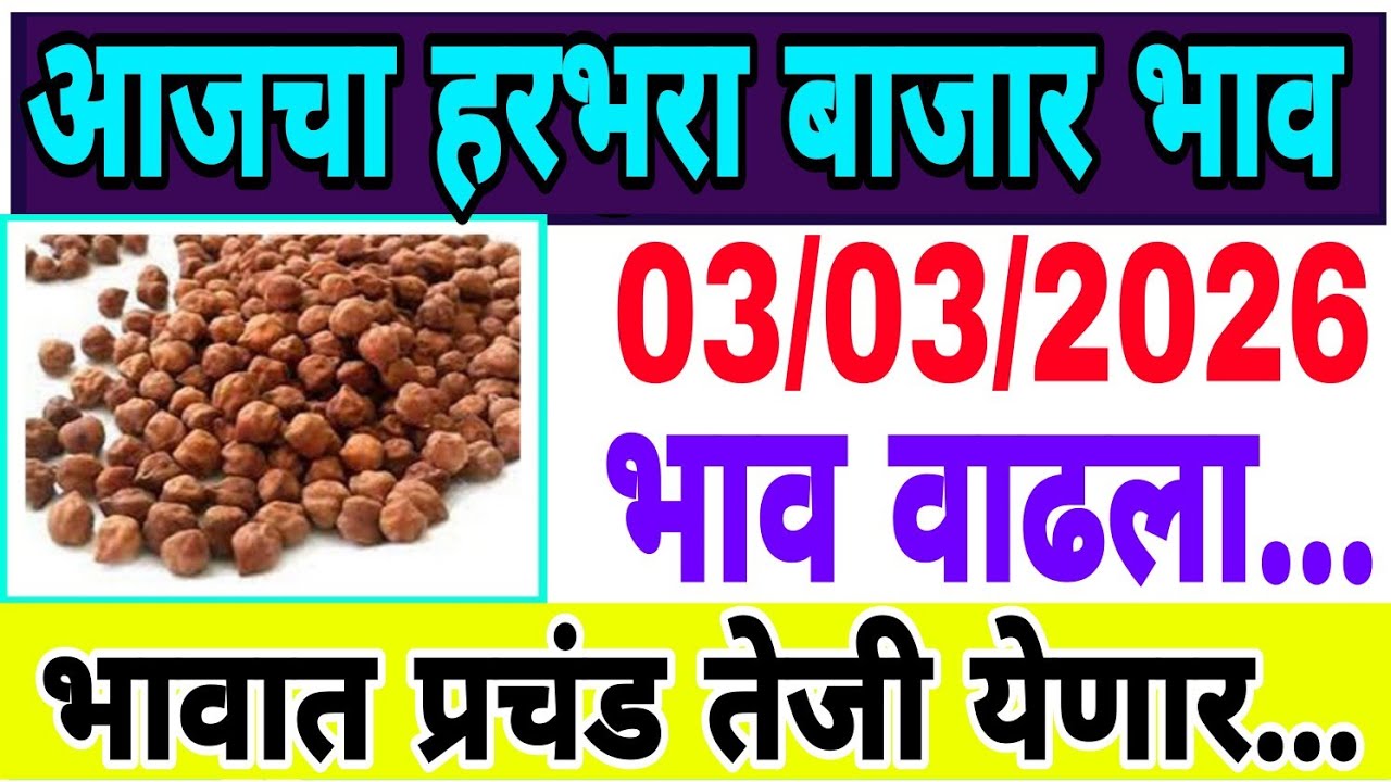 हरभरा बाजार भाव वाढले 03 /03/ 2026 / harbara bhazar bhav today / महाराष्ट्रा हरभरा भाव..तेजी येणार 