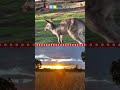 Australian Wildlife and Marsupials