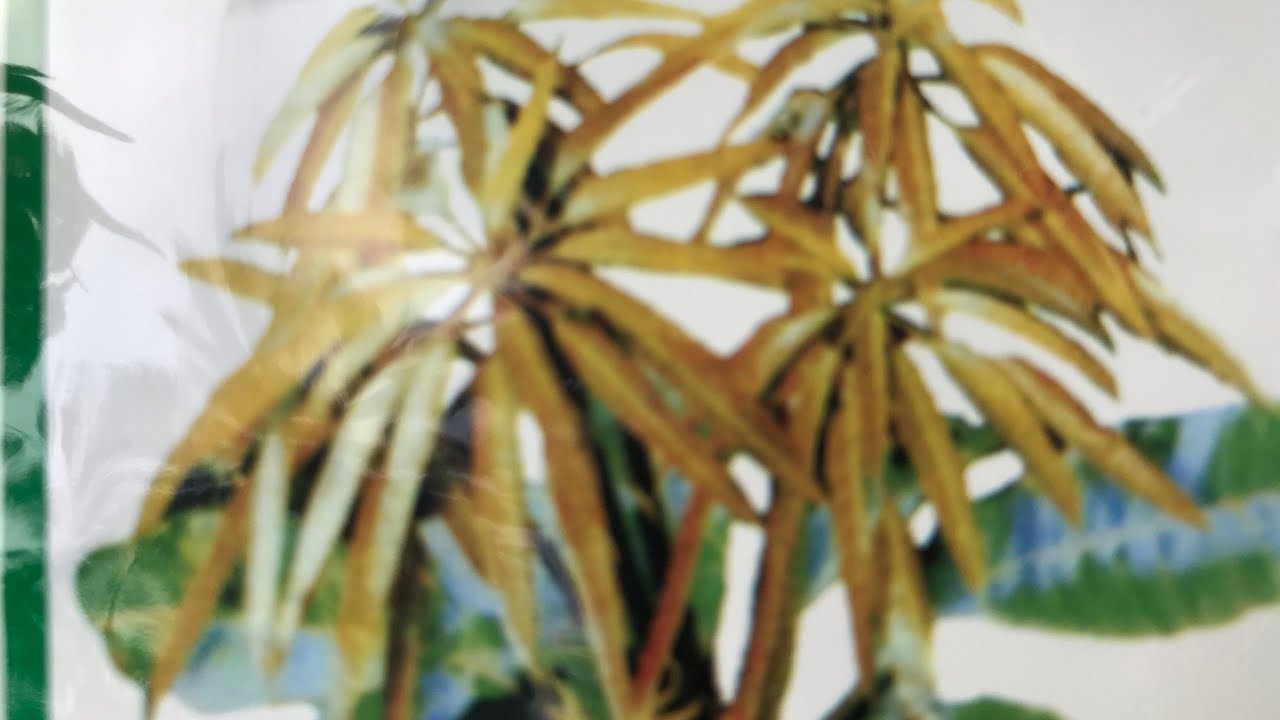 Cách Xử lí Cho Xoài Ra Lá Mới .New treatment of mango leaves is very effec tive /HUNGKHANHCHANNEL