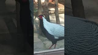 white peacock in Lucknow zoo