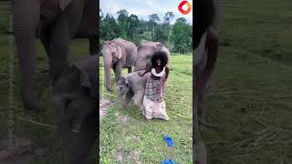 Hilarious Moment Woman Gets Humped By Randy Baby Elephant Leaving Tiktok Users In Sches