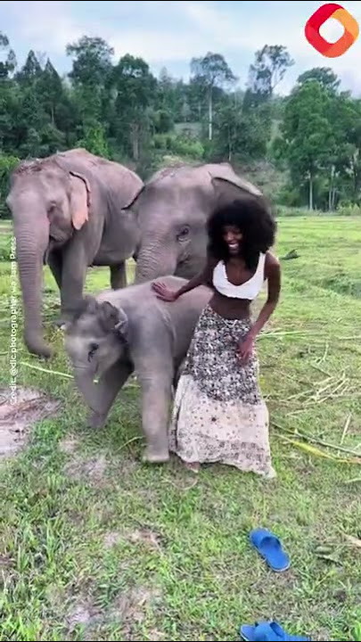 Hilarious moment woman gets HUMPED by randy baby elephant – leaving TikTok users in stitches