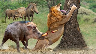 Incredible! Super Warthog Fights Madly And Knocks Down Lions To Escape - Warthog Vs Lion, Cheetah... by Big Animals 11,211,052 views 2 years ago 10 minutes, 21 seconds