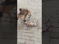 Handsome Monkey With Shorts Shortvideo Love Trending 
