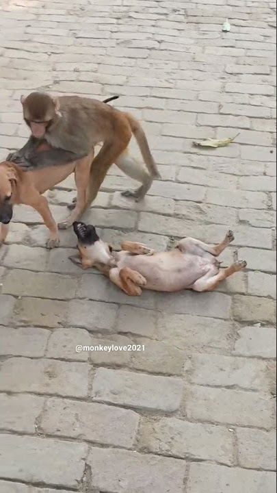 monyet tampan dengan🐶🐶 #shorts #shortvideo #cinta #tren