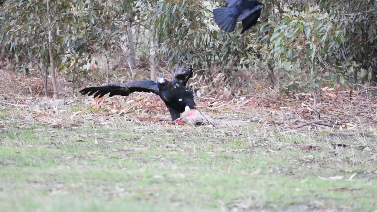 Eagle n Australian Raven 