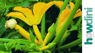 How to plant summer squash