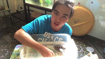 Rùa Kim Cương - Diamondback Terapin- Nữ hoàng loài rùa | PPeng_TV