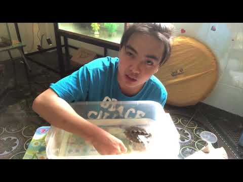 Rùa Kim Cương - Diamondback Terapin- Nữ hoàng loài rùa | PPeng_TV