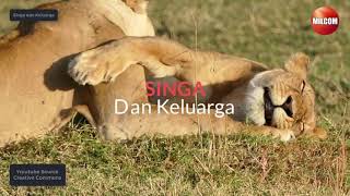 Anak Singa yang Lucu belajar bermain bersama Ayah dan keluarganya
