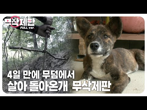How Did This Doggo Manage to Come <strong>Back</strong> <strong>Alive</strong>?