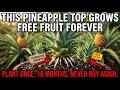 The Pineapple Top You Threw Away Yesterday Was a Free Fruit Factory. Why Does Nobody Know?