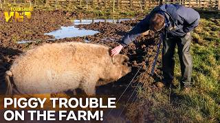 Farm Life with Mangalitza Pigs The Yorkshire Vet