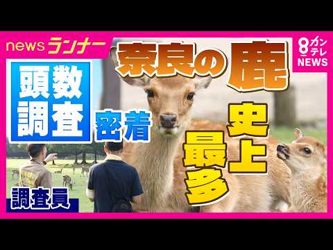 奈良公園のシカを“目視”で頭数調査！ 過去最多「1687頭」と判明 愛護会「ピーク打った」と言うけれど… 公園を出て各地に出現「“ミニ奈良公園”のシカ」の対策は？｜newsランナー〈カンテレNEWS〉 - カンテレNEWS