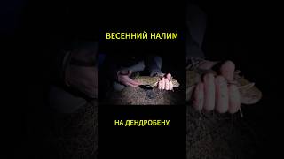 Ночная рыбалка на налима удалась! #рыбалка #рыбалканафидер #fishing #налим #ночнаярыбалка