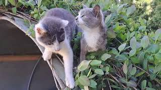 Restless kittens 1  #catvideos #cat #catlover #kittens #kitten #kitty #catslover #kittenvideos #cute