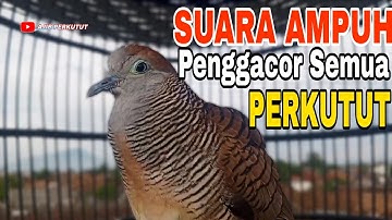 PERKUTUT LOKAL GACOR PANCINGAN PALING DICARI SEMUA PENGGACOR