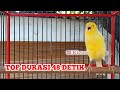 Masteran Kenari Gacor Nembak Ciblek Prenjak Sonsin Net Mp3 - Mp4 Download