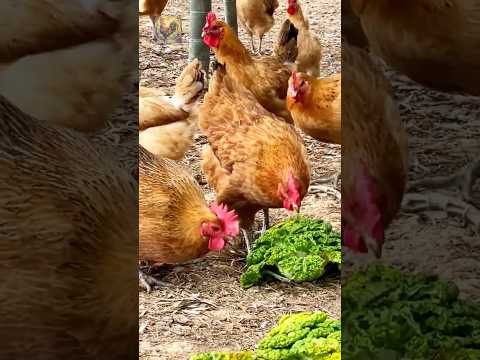 Feed butter chickens