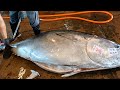 Over 400 kg Bluefin Tuna Superb and Fabulous Cutting Skills