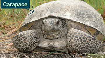 Protect Gopher Tortoises!