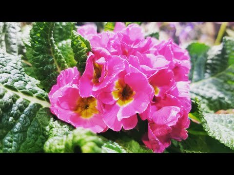 Video: Polyanthus Primroser. Omsorg, Utvalg