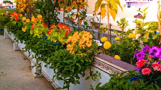 Colorful Cascading Nasturtium Blooms on My Terrace Garden Raised Beds With Other Companion Flowers