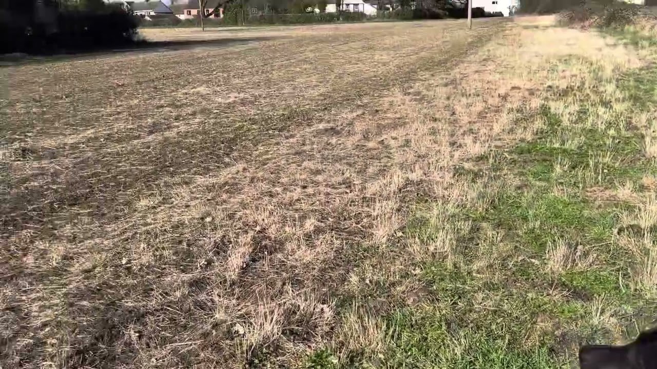 Spring is here Pinvin Pershore Worcestershire 🐾❤️🐾❤️