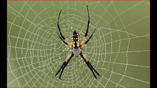 How to make a spider web in python#python #A spider spins a web.