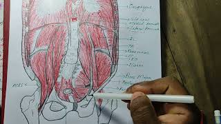 PSOAS MINOR MUSCLE ANATOMY SIMPLIFIED।