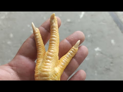 როგორ ვაჭამოთ იაფად და ხარისხიანად ჩვენ ოთხფეხა მეგობრებს ( ძაღლებს )