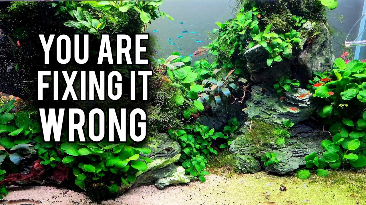 Why You Can't Keep an Algae Free Aquarium