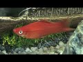 Fish Tank Cam - Aquarium Cam -- Black Molly Fry