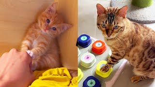 [Little Orange Cat Diary] 8 articles  cared for kittens  nearly bored to death [Xiao Meow]#CatYard#