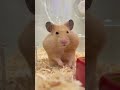 ハムスターが自分のアクリルスタンドを見てとったポーズが…… 飼い主が爆笑した奇跡の2ショットに「変な声でたw」と笑いが集まる - - ねとらぼ