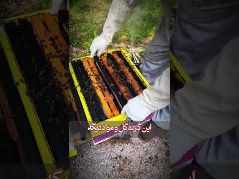 کشف محصول جدید از زنبور عسل عصاره پادشاهان