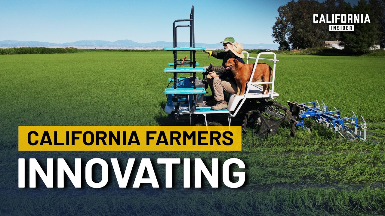 California Farmers Are Revolutionizing Rice Farming With LESS WATER ...