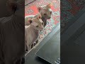 Коты и Ютубчик. Отжали ноутбук.