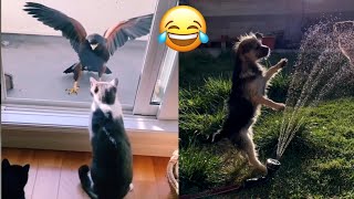 Hilarious Dogs & Cats🐶😹 Laugh You Lose Funny Pets💥 2024