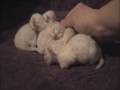 New Born Persian Kittens