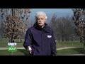 REGOLE  DEL GOLF 95 "toccare palla durante la prova"