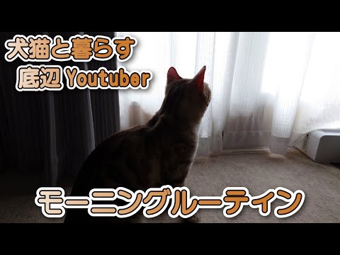 【スノーベンガル猫とトイプードル】売れないYouTuberと猫と犬と過ごすモーニングルーティン