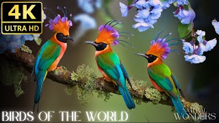 Majestic Birds of the World in 4K - A Breathtaking Wildlife Journey with Soothing Music